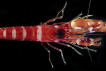 Picture of a Pistol Shrimp